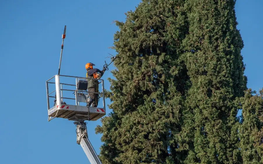 Tree Service