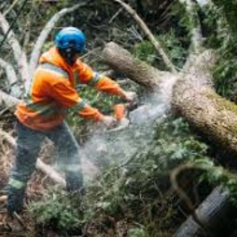 Tree Service