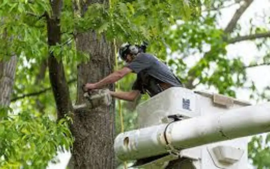 Tree Service