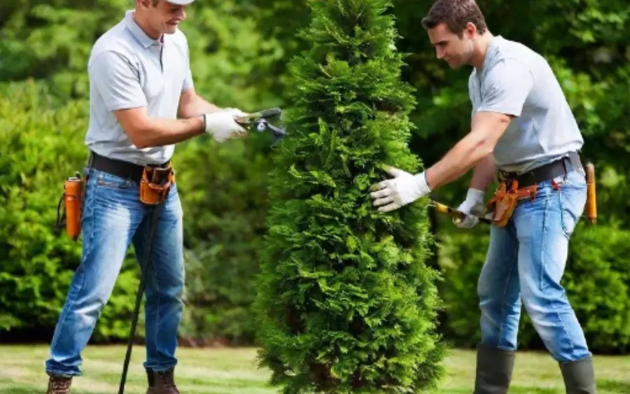 Tree Service