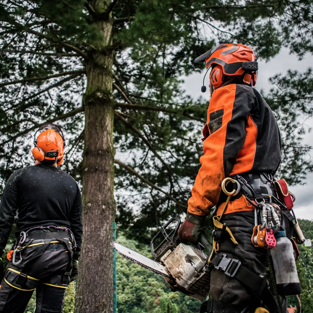 Tree Service