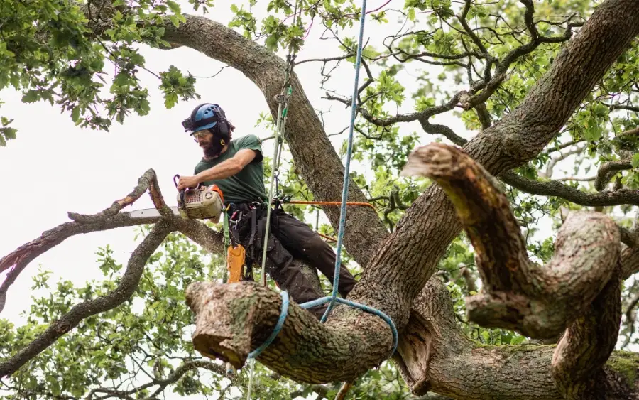 Tree Service