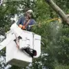 Tree Service